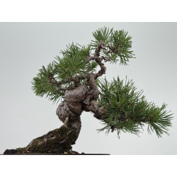 Pinus sylvestris I-8108 view 3