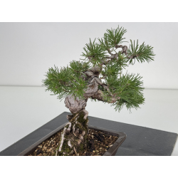 Pinus sylvestris I-8108 view 4