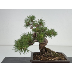 Pinus sylvestris I-8108 view 5