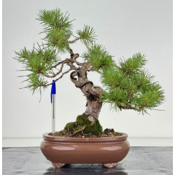 Pinus sylvestris I-8109