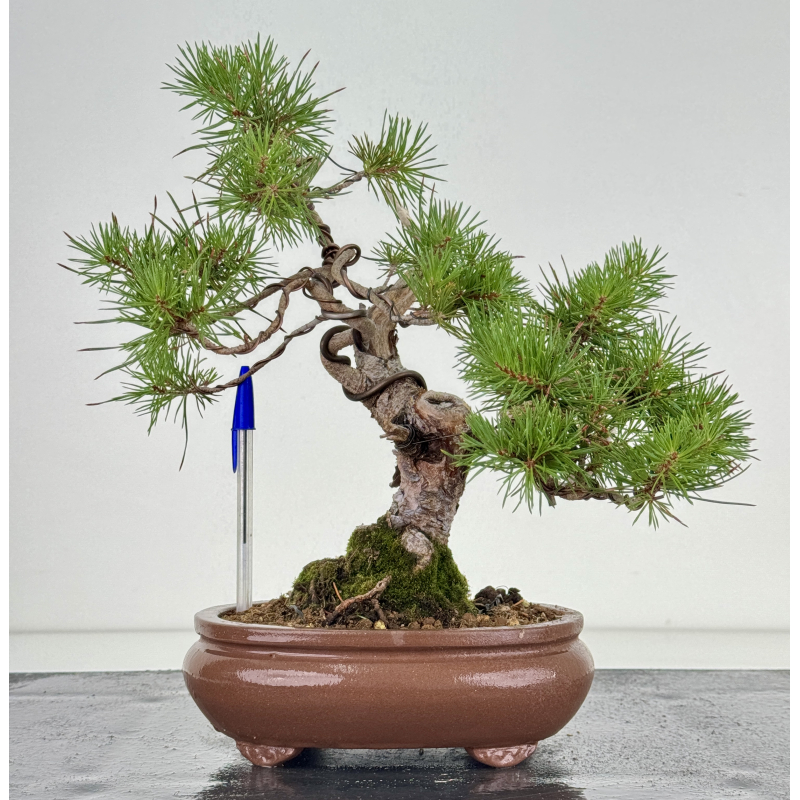 Pinus sylvestris I-8109