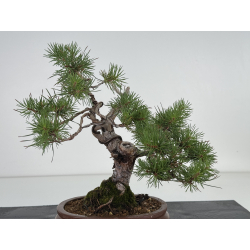 Pinus sylvestris I-8109 view 2