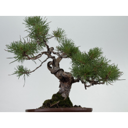 Pinus sylvestris I-8109 view 3