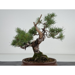 Pinus sylvestris I-8109 view 4