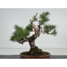 Pinus sylvestris I-8109 view 4