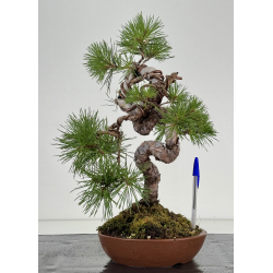 Pinus sylvestris I-8110