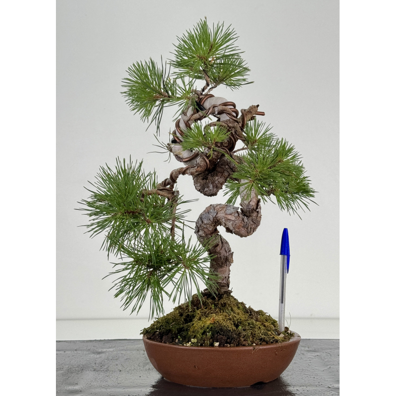 Pinus sylvestris I-8110