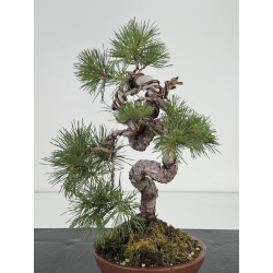 Pinus sylvestris I-8110 view 2