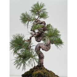 Pinus sylvestris I-8110 view 3