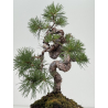 Pinus sylvestris I-8110 view 3