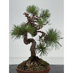 Pinus sylvestris I-8110 view 4