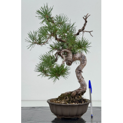 Pinus sylvestris I-8111