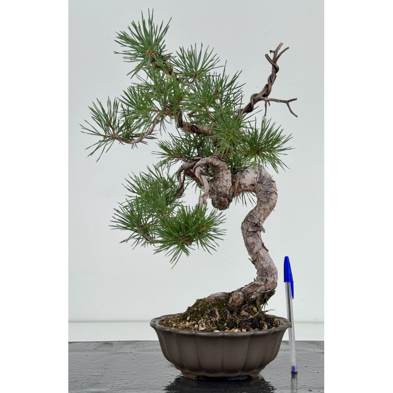 Pinus sylvestris I-8111