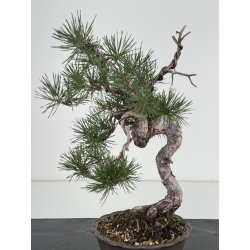 Pinus sylvestris I-8111 view 2