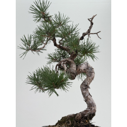 Pinus sylvestris I-8111 view 3