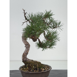 Pinus sylvestris I-8111 view 4