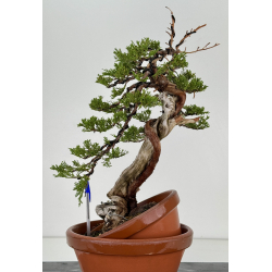 Juniperus sabina A00858
