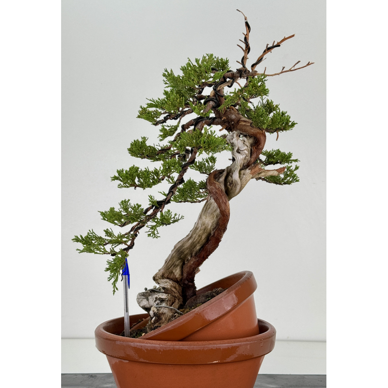 Juniperus sabina -sabina rastrera- A00858