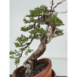 Juniperus sabina -sabina rastrera- A00858 vista 2