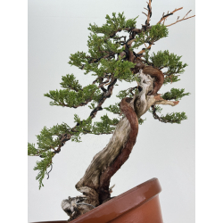 Juniperus sabina -sabina rastrera- A00858 vista 3