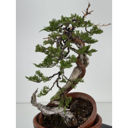 Juniperus sabina -sabina rastrera- A00858 vista 4