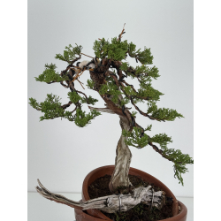 Juniperus sabina -sabina rastrera- A00858 vista 5