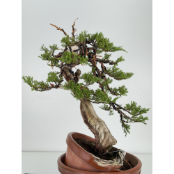 Juniperus sabina -sabina rastrera- A00858 vista 6