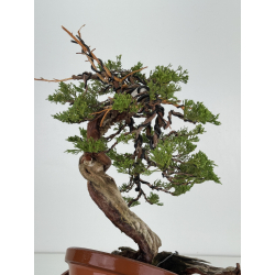 Juniperus sabina -sabina rastrera- A00858 vista 7