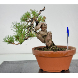 Pinus sylvestris I-8112