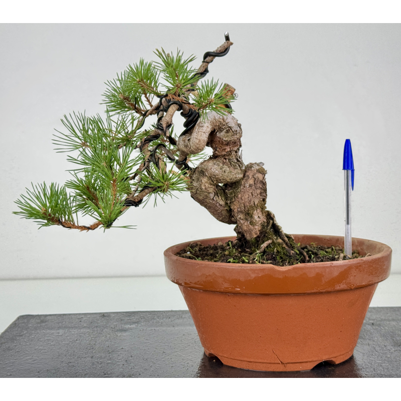Pinus sylvestris -pino s- europeo- I-8112