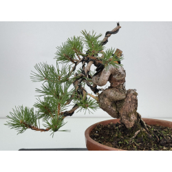 Pinus sylvestris -pino s- europeo- I-8112 vista 2
