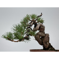 Pinus sylvestris -pino s- europeo- I-8112 vista 3