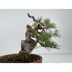 Pinus sylvestris -pino s- europeo- I-8112 vista 4