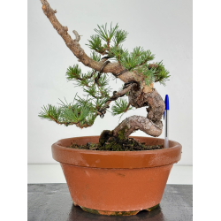 Pinus sylvestris I-8113