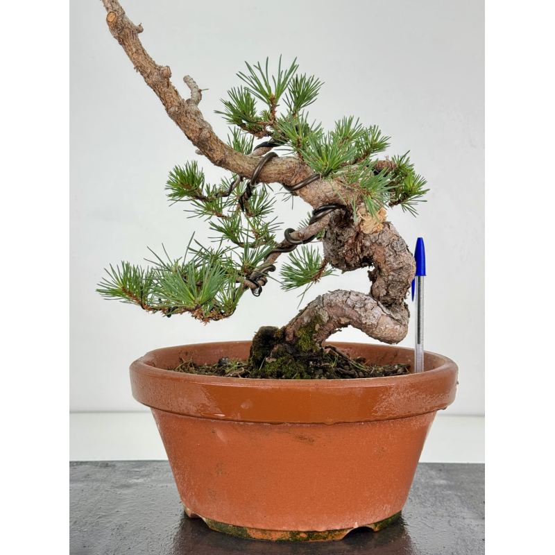 Pinus sylvestris -pino s- europeo- I-8113
