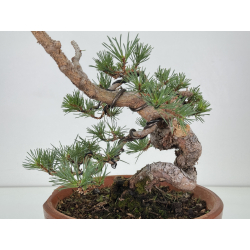 Pinus sylvestris -pino s- europeo- I-8113 vista 2