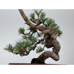 Pinus sylvestris -pino s- europeo- I-8113 vista 3