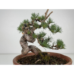 Pinus sylvestris -pino s- europeo- I-8113 vista 4