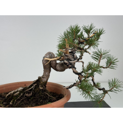 Pinus sylvestris -pino s- europeo- I-8114 vista 2