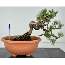 Pinus sylvestris -pino s- europeo- I-8114