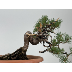 Pinus sylvestris -pino s- europeo- I-8114 vista 3