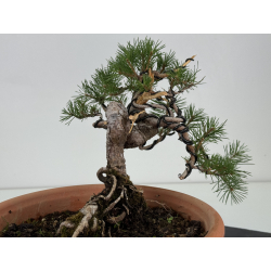 Pinus sylvestris -pino s- europeo- I-8114 vista 4