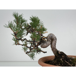 Pinus sylvestris -pino s- europeo- I-8114 vista 5
