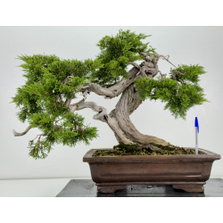 Juniperus sabina -sabina rastrera- A00856