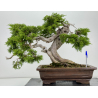 Juniperus sabina -sabina rastrera- A00856