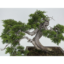 Juniperus sabina -sabina rastrera- A00856 vista 2