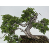 Juniperus sabina -sabina rastrera- A00856 vista 2
