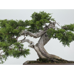 Juniperus sabina -sabina rastrera- A00856 vista 3