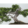 Juniperus sabina -sabina rastrera- A00856 vista 3