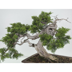Juniperus sabina -sabina rastrera- A00856 vista 4